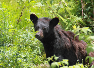 Obraz na płótnie Canvas jeune ours noir