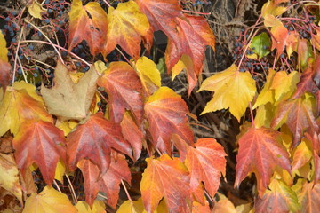 Herbstblätter