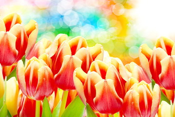 Tulip flowers close up