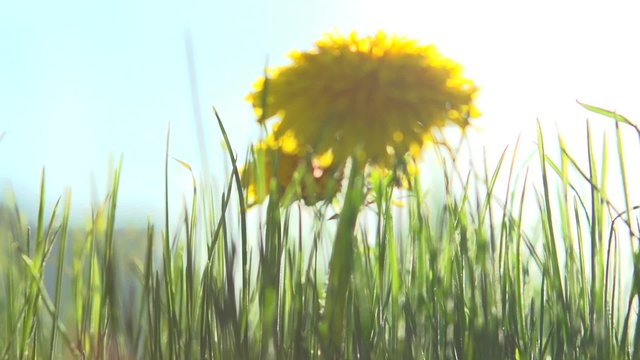 Yellow dandelions in the grass. Slow motion 240 fps. 