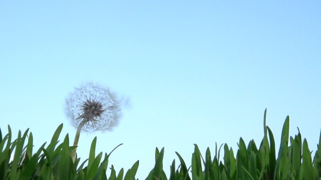 Dandelion seeds blown up by the wind. Slow motion 240 fps. 