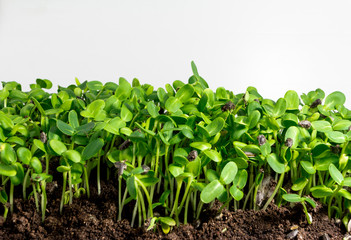 green young sunflower sprouts and soil on white background