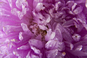 flower in the drops of dew