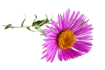 Fototapeta premium flowers