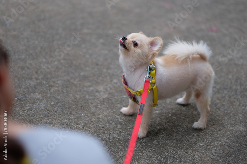 Short Haired Pomeranian For Sale Goldenacresdogs Com