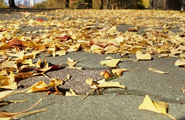Pathway covered with ginko leaves in autumn