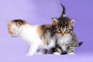 GATTINI SU SFONDO LILLA