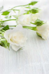 Obraz na płótnie Canvas White roses on the white board