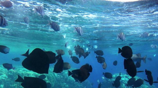 Diving bottom window porthole view of tropical fishes swimming in blue ocean with sunlight in slow motion, beautiful underwater sea scene passing view with natural light rays,bubbles, foam, coral reef