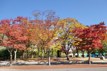 Naklejka premium Colorful trees in autumn