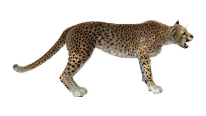 Big Cat Cheetah