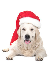 dog Labrador in Santa Claus's cap