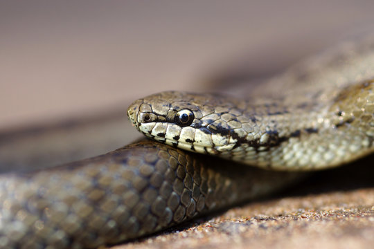 Grey grass-snake