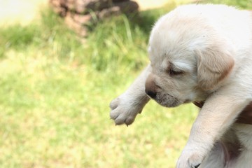Labrador puppy cute one month old.