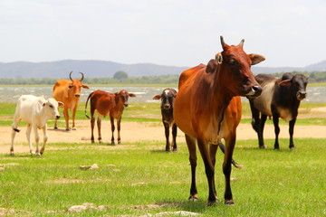 Fototapeta na wymiar スリランカの牛