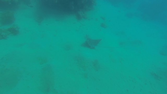 adlerrochen schwebt im schoenen blauen meer
