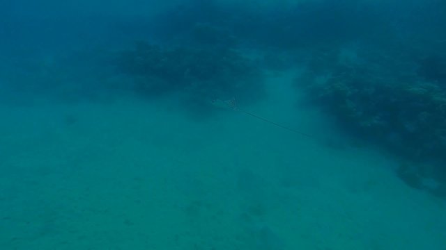 adlerrochen schwimmt im meer in aegypten

