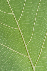 Detail texture green leaf of a plant