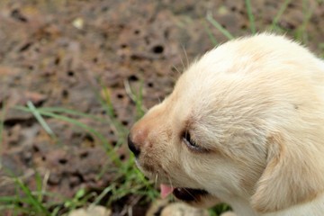Labrador puppy cute one month old.