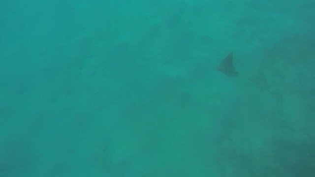adlerrochen schwimmt nah beim tauchen
