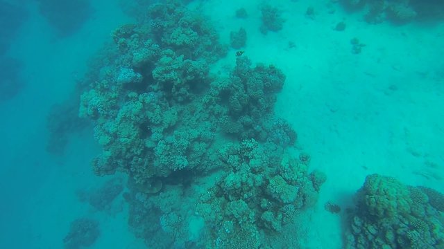 anemonenfische im roten meer in aegypten
