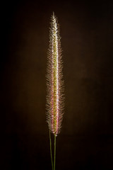 Grass flower on dark background