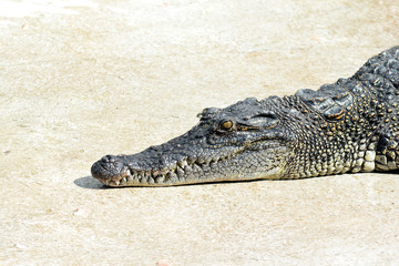Obraz premium Close up head of crocodile