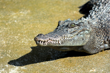 Close up head of crocodile
