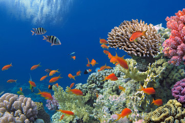 Panele Szklane Podświetlane  Tropikalna ryba na rafie koralowej w Morzu Czerwonym