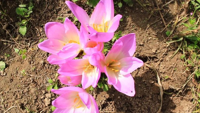 pink flowers of colchicum autumnale
