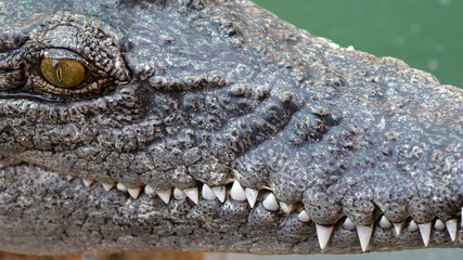 Obraz premium Close up head of crocodile