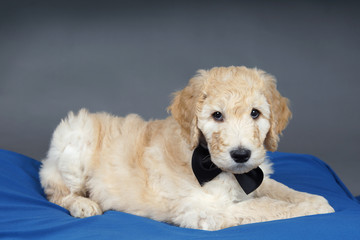 Puppy with black tie
