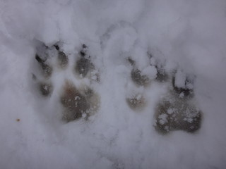 Отпечаток собачьей лапы на снегу