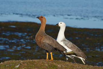 Pair of Upland Geese (Chloephaga picta leucoptera) on a cliff on Bleaker Island in the Falkland Islands. Male is white, female is brown.