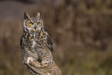 Great horned owl  (Bubo virginianus)