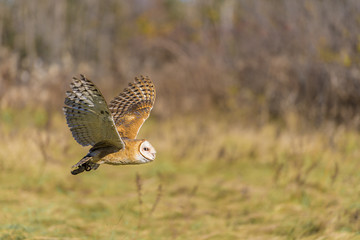Barn owl (Tyto alba)