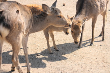 奈良公園の鹿