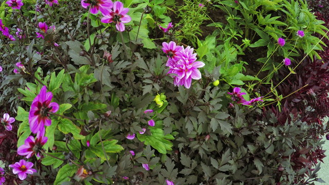 Flower Garden in city park