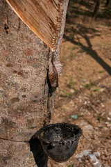 production of rubber in the old way,  juice, gum, natural