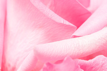 Naklejka premium Sweet pink rose