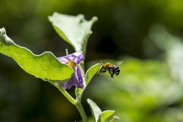 Bee flying to flower.