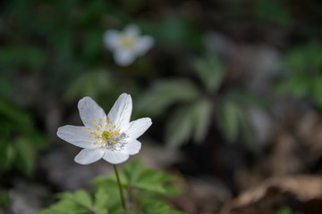 wood anemone in the undergrowth