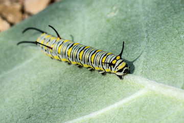 Plain Tiger caterpillar Scientific Name: Danaus chrysippus chrys