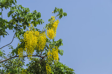 Golden Shower Tree - National tree of Thailand