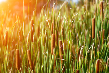 red bulrush amongst green sheet