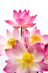 Blooming lotus flower on isolate white background.