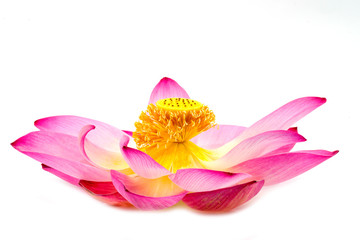 Blooming lotus flower on isolate white background.