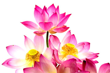 Obraz na płótnie Canvas Blooming lotus flower on isolate white background.