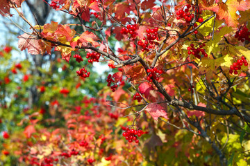 Berries viburnum in the fall