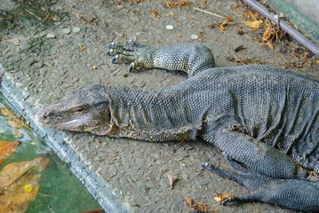 Big lizard at the Dusit zoo, Bangkok.